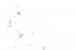 粉色的花朵