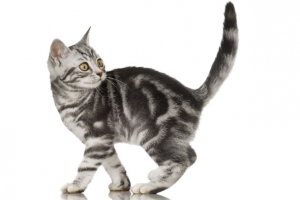 免抠素材小花猫图片