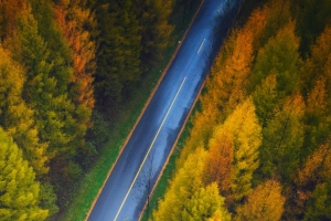 4k 手机 好看秋天风景 森林 公路 俯视 高清壁纸 2160x3840