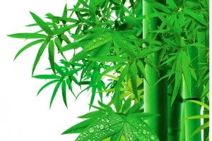 高大竹叶美景风光
