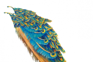 手绘动物图案高清PNG透明图片装饰元素设计素材免费下载