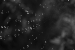 蛛网 水滴 黑白 4k壁纸 3840x2160