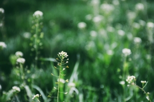 2020年清明节4k高清壁纸