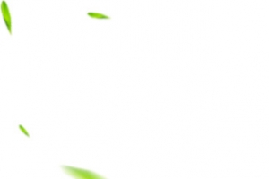 绿色模糊树叶漂浮植物
