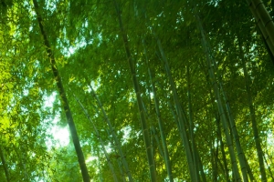 竹子背景