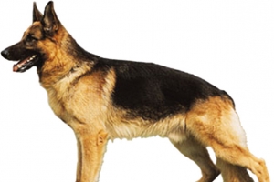 黄色的警犬