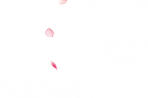 女生节插画图