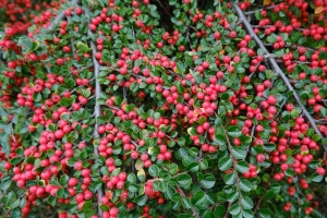  cotoneaster 植物 浆果 树叶 红色 4k壁纸 3840x2160