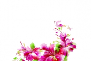 唯美花卉
