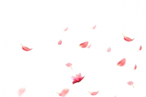 粉色的花瓣