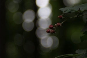 树莓 浆果 树枝 bokeh 宏观 4k壁纸 3840x2160