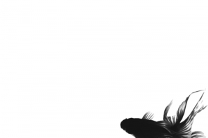 中国风水墨画金鱼