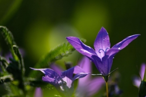 钟 花 绽放 宏观 4k壁纸 3840x2160
