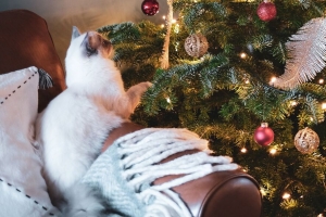 圣诞树 猫 装饰 新年 圣诞 4k壁纸 3840x2160