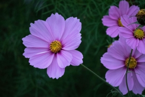 宇宙 花 花瓣 模糊 宏观 4k壁纸 3840x2160