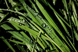 绿色 草 滴 雨 宏观 4k壁纸 3840x2160