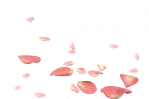 飘落的花瓣