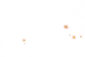 花瓣光效png