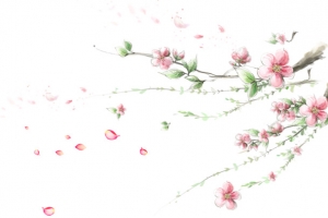 墙角梅花