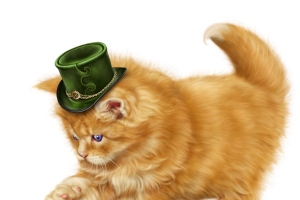 可爱的猫咪