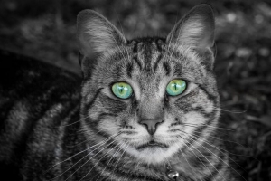 猫 脸 绿眼睛 黑白 条纹 4k壁纸 3840x2160