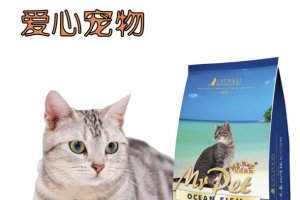爱心宠物店宣传单