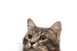 很可爱的小猫咪