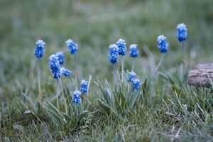 muscari 花 叶 模糊 4k壁纸 3840x2160