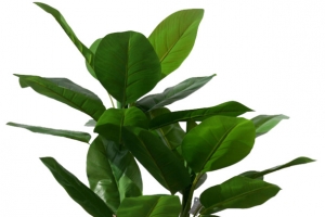 热带芭蕉树叶