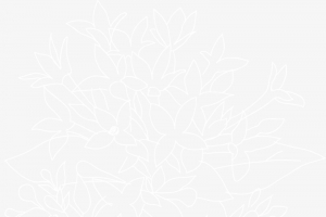 花卉叶子植物白色线描背景