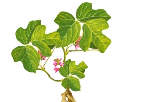 何首乌名贵中药材