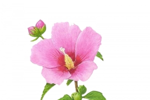 木槿花高清PNG透明图片-动植物元素植物设计素材免费下载