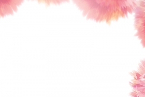 粉色康乃馨装饰边框高清PNG透明及PSD植物设计素材免费下载