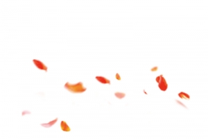 花瓣