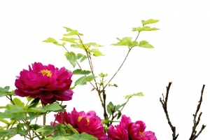 树枝绿叶粉色花朵