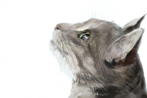 仰望天空的猫