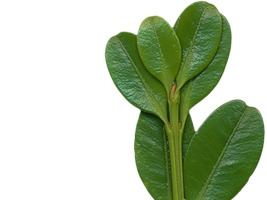 藤蔓真实叶子高清PNG透明漂浮元素设计素材免费下载