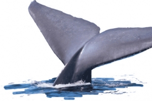 高清创意鲸鱼尾巴PNG透明图-动物装饰元素设计素材免费下载