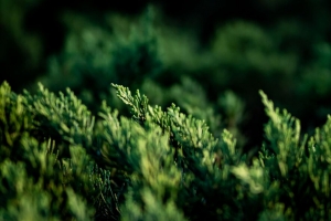  thuja 树枝 宏 绿色 植物 4k壁纸 3840x2160