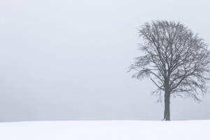 树 雾 雪 孤独 风景 4k壁纸 3840x2160