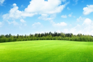 天空草地树自然风景淘宝banner