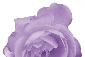 水彩粉红色花朵
