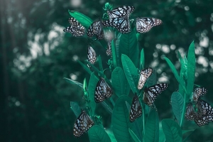 蝴蝶 树叶 植物 模糊 4k壁纸 3840x2160