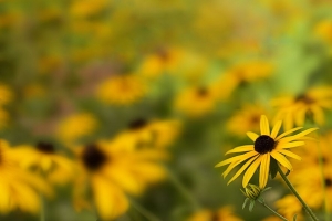  rudbeckia 花 花瓣 模糊 黄色 4k壁纸 3840x2160
