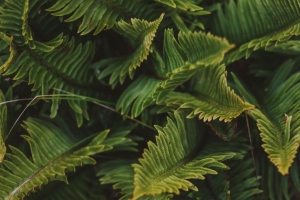 蕨类植物 绿色 微距 叶子 植物 4k壁纸 3840x2160