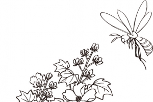 矢量手绘装饰线描花卉蜜蜂图案