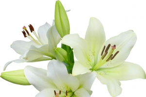 百合