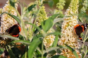  buddleja 花 蝴蝶 植物 夏天 自然 4k壁纸 3840x2160