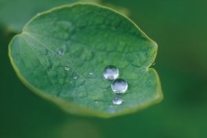 露水情缘露珠绿叶