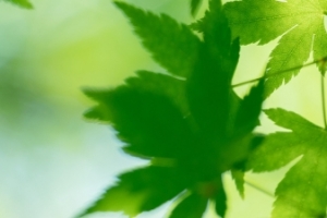 枫叶5760x1080护眼三屏桌面壁纸